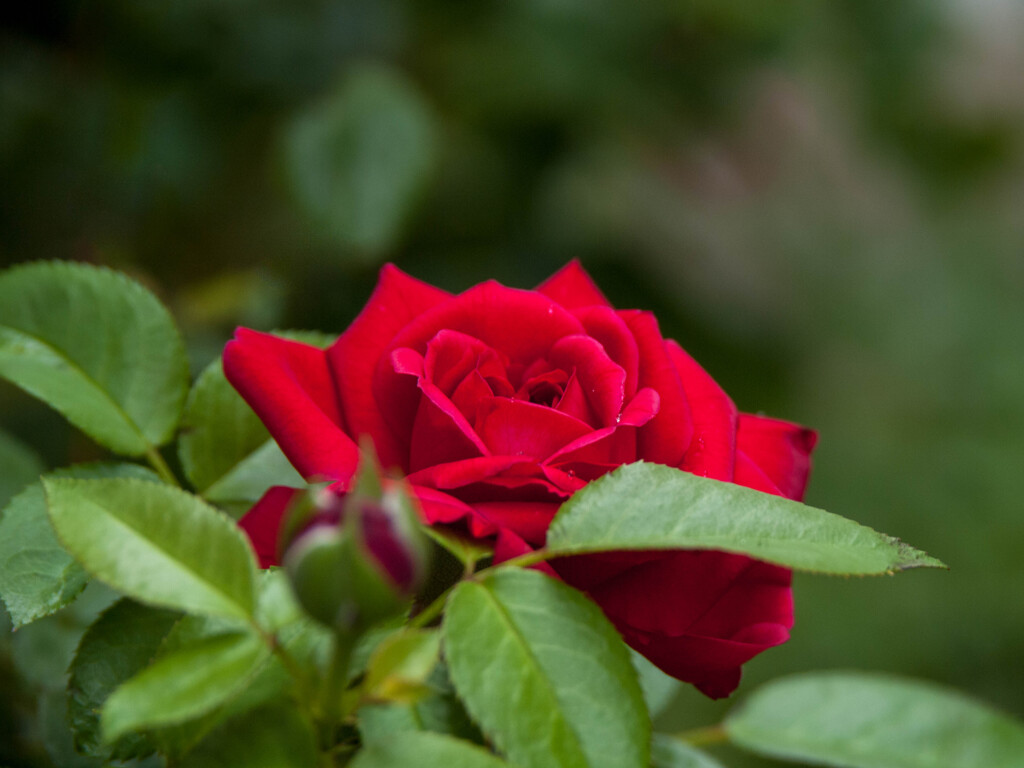 夏の赤・・薔薇