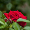 夏の赤・・薔薇