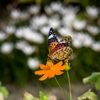 お花いっぱい‥ツマグロヒョウモン