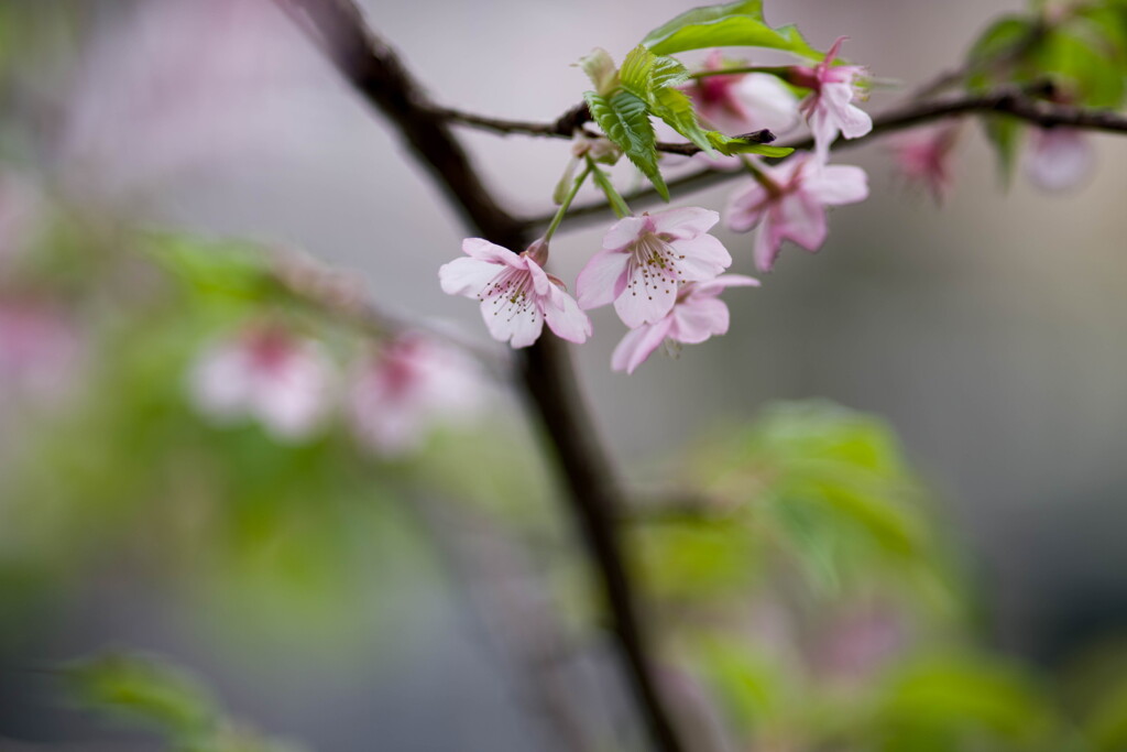 春告げる‥終焉の川津桜