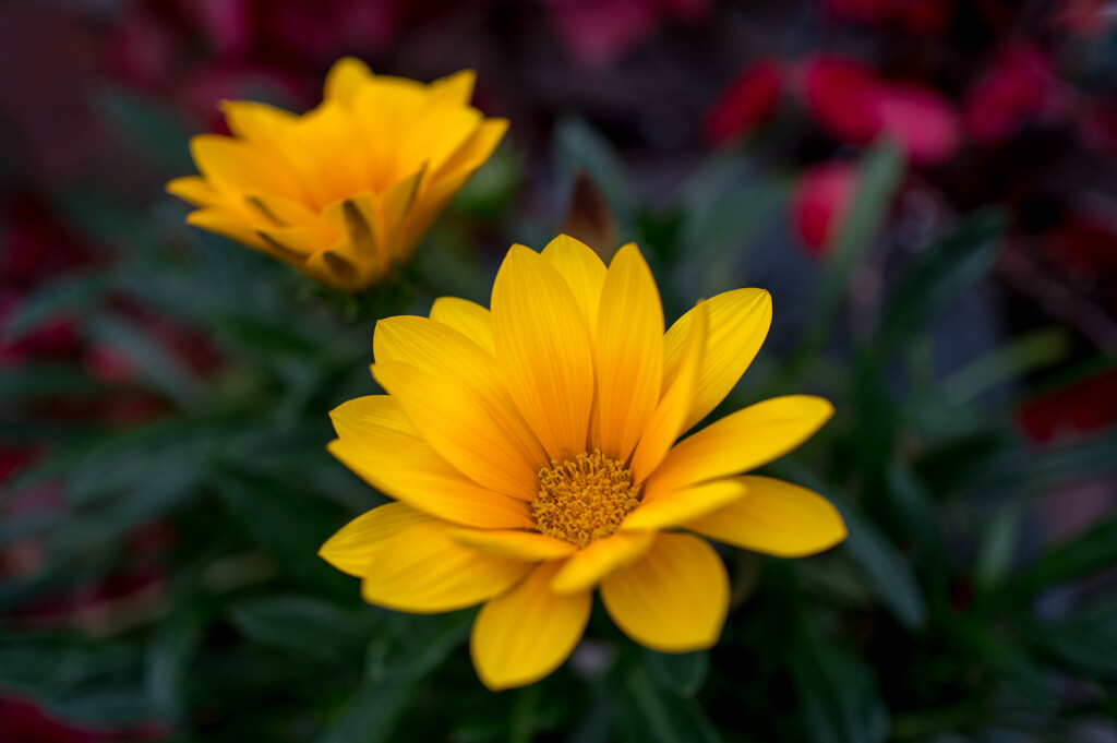 寒さにも負けず・・ガザニア