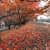 晩秋を染める‥