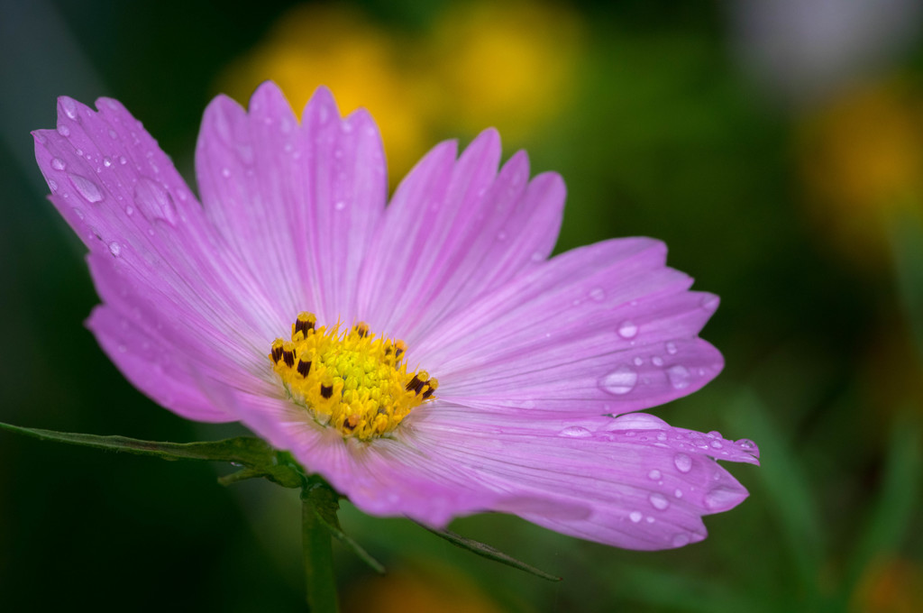 秋雨に秋桜・・