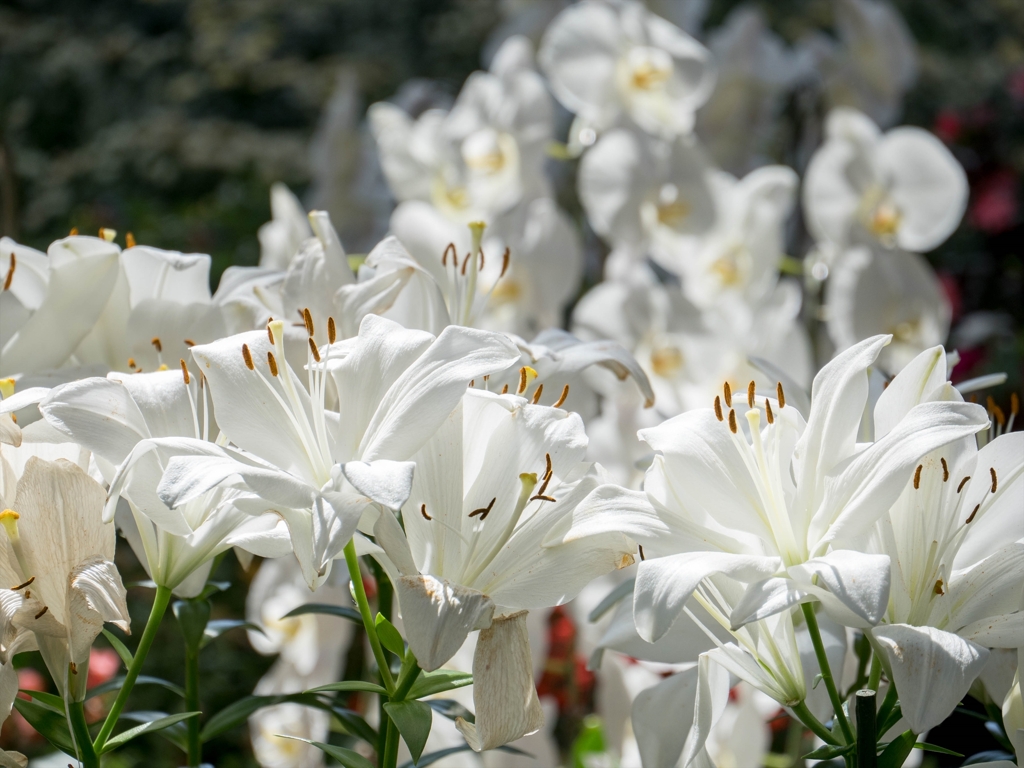 白いお花大集合‥