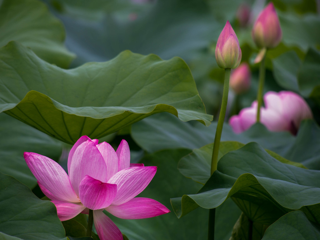 なつに咲く華