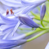 雨が あがって･･アガパンサス