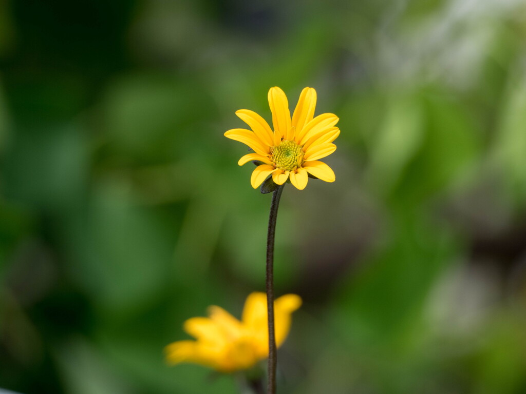 今日も雨‥止み間のお花