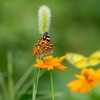 晩夏の蜜パーティ‥ヒメアカタテハ