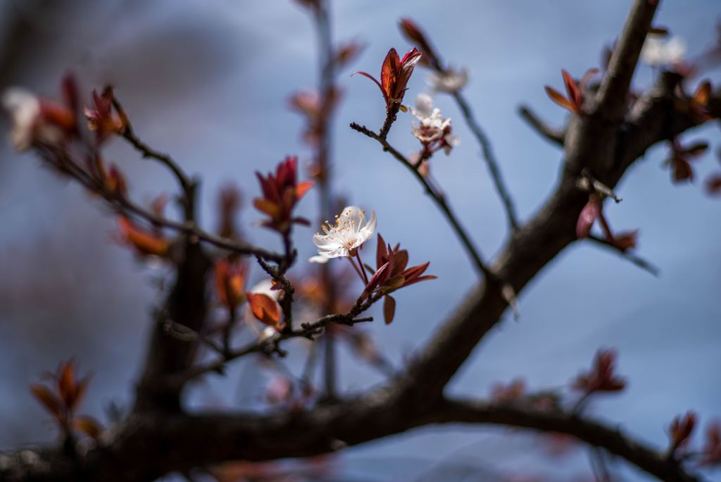 お彼岸桜･･