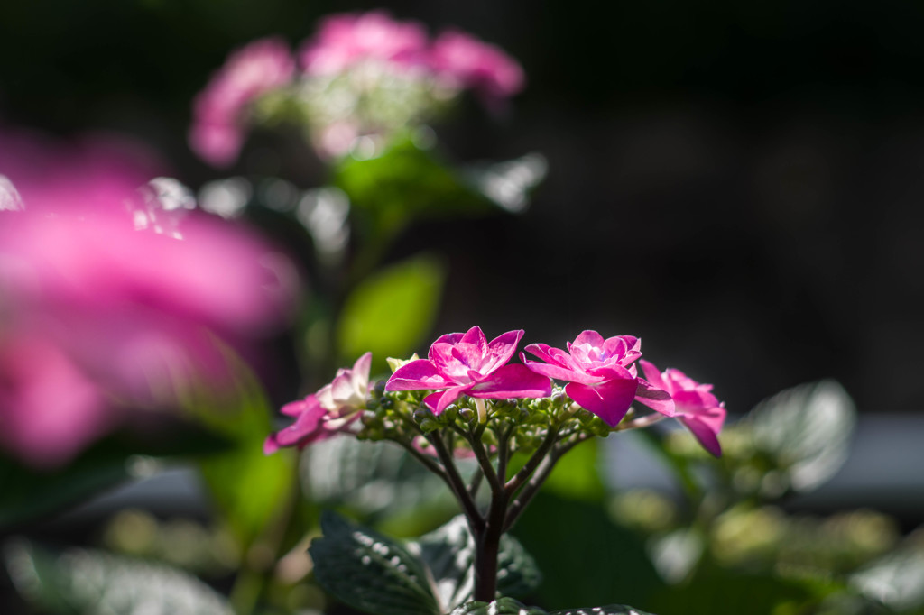 季節を呼ぶ花・・