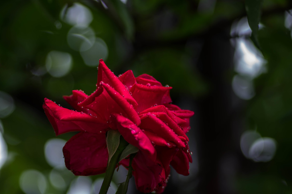 雨の季節の‥赤い薔薇