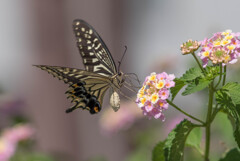 夏の路傍の花と蝶