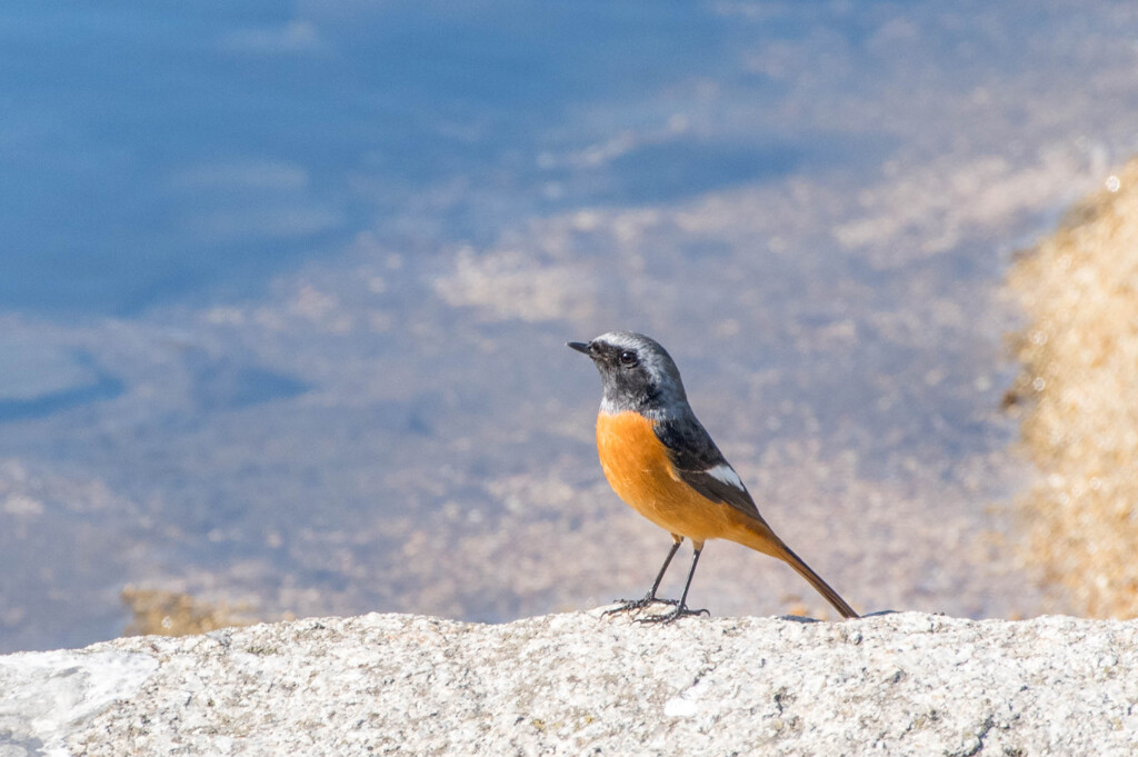 夏のあとは、冬がくる・・ジョウビタキ