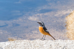 夏のあとは、冬がくる・・ジョウビタキ 夏のあとは、冬がくる・・ジョウビタキ