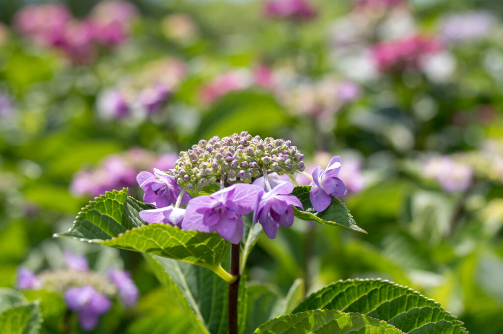 雨を待つ･･紫陽花