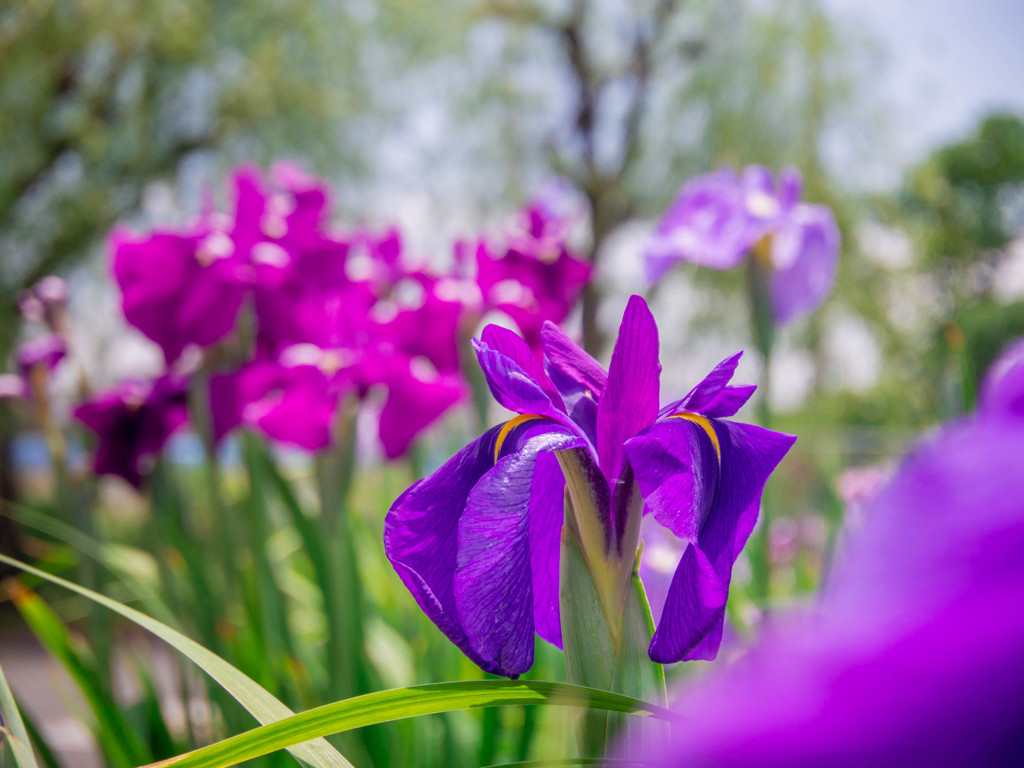 この花が咲くと・・(；´Д`A