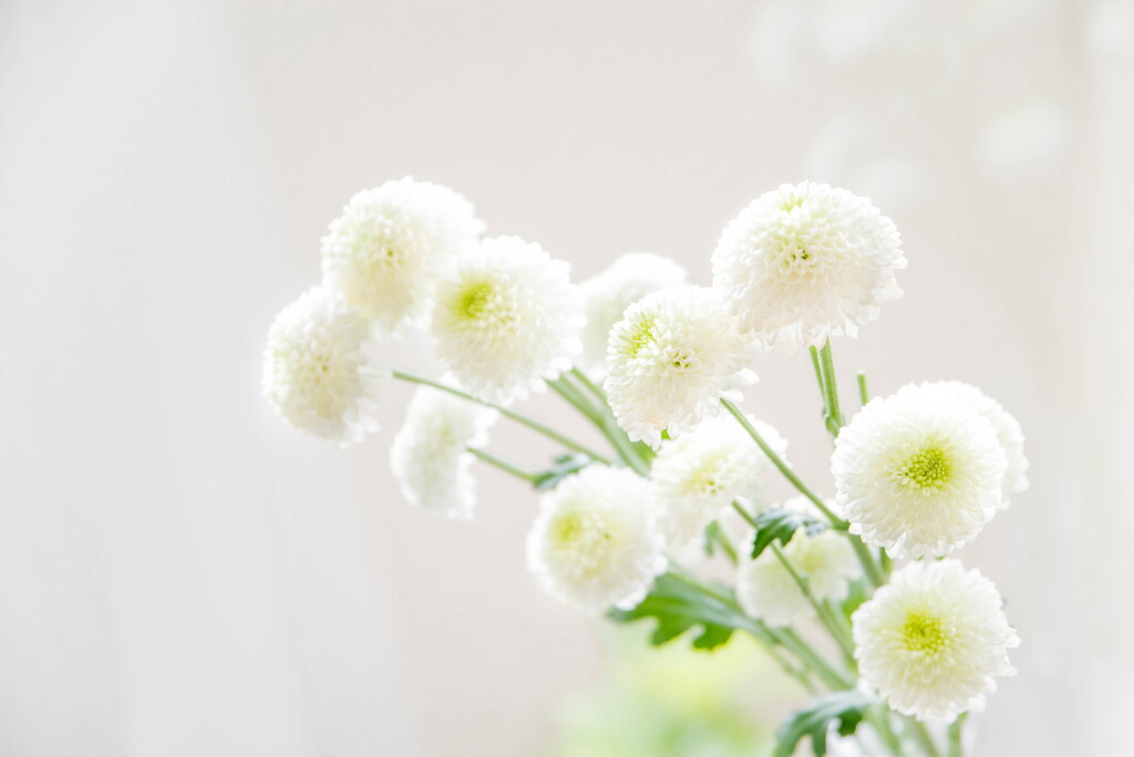 外は雨‥窓際の花