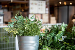 冬の温もり・・観葉植物