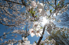 春の陽射しと花爛漫･･ソメイヨシノ