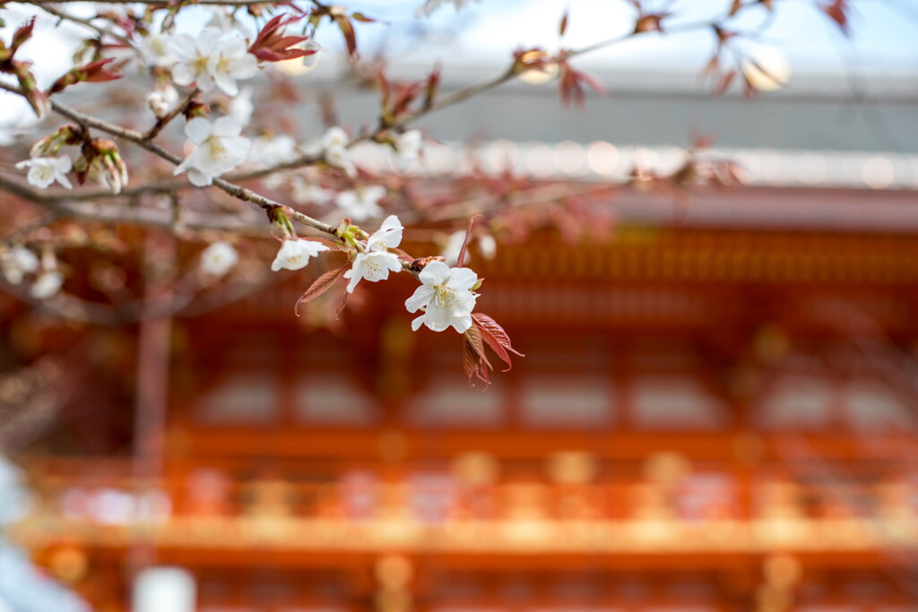 春近し・・八坂神社南楼門