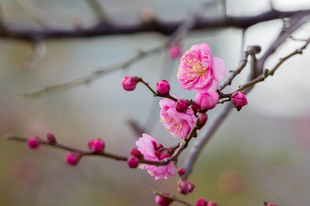 大寒に咲く‥梅花