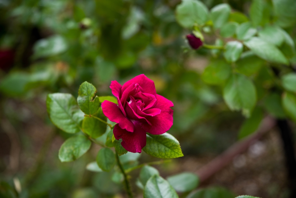 台風なんかに、負けないよ‥赤い薔薇