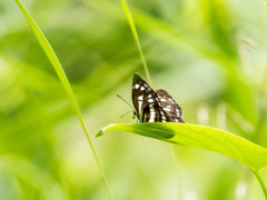 みどり・・夏が息吹く