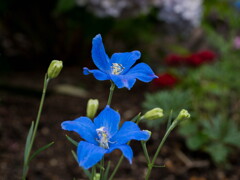 忘暑のブルー‥路傍の花