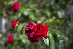 夏と秋の合間に咲く‥薔薇