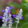この花蜜はブドウ味‥