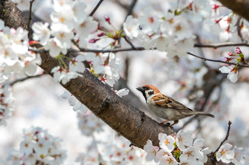 今年の花は一気咲き