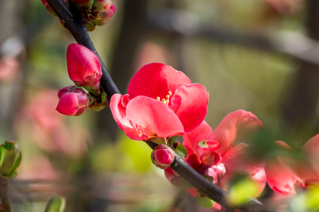 初春の赤･･木瓜の花
