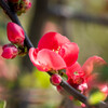 初春の赤･･木瓜の花