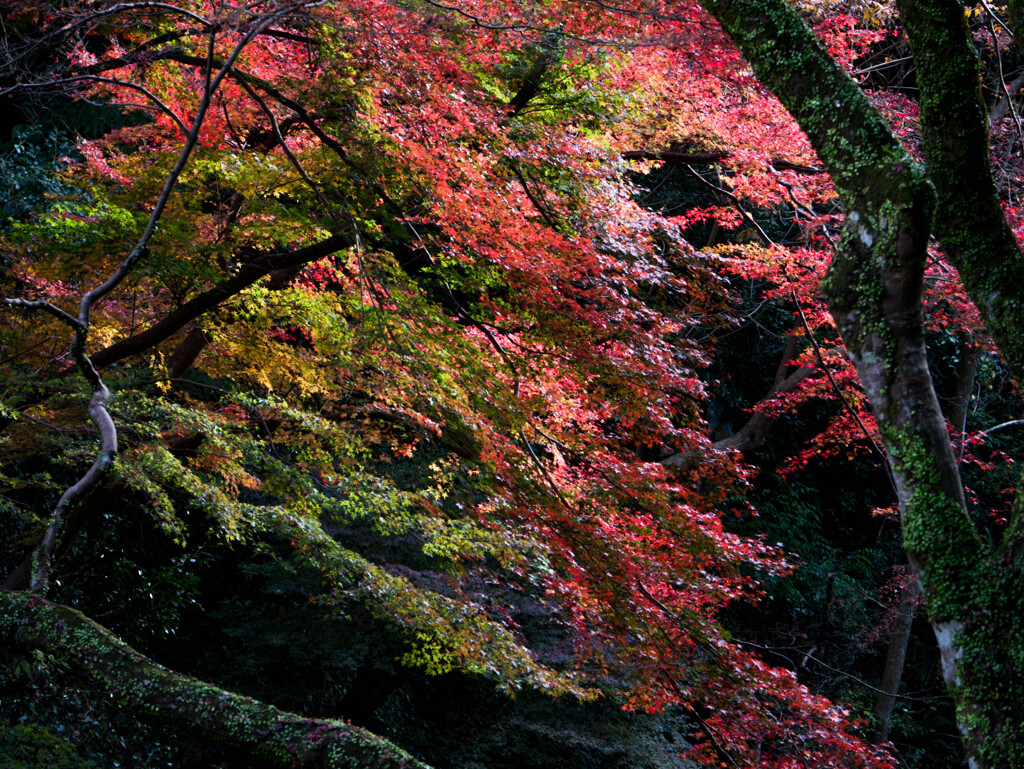 渓谷の晩秋･･紅葉景色