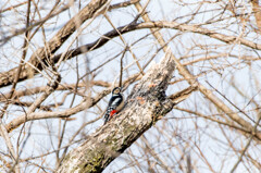 これが限界‥遠くのアカゲラ