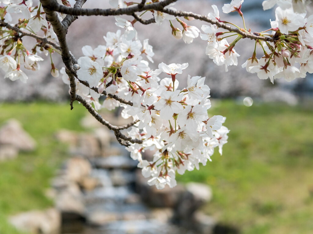 我が街の春‥ソメイヨシノ