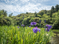 梅雨も間近・・花菖蒲