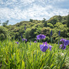梅雨も間近・・花菖蒲