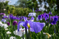 六月の定番‥花菖蒲