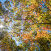 見上げれば秋・・ヤマモミジ