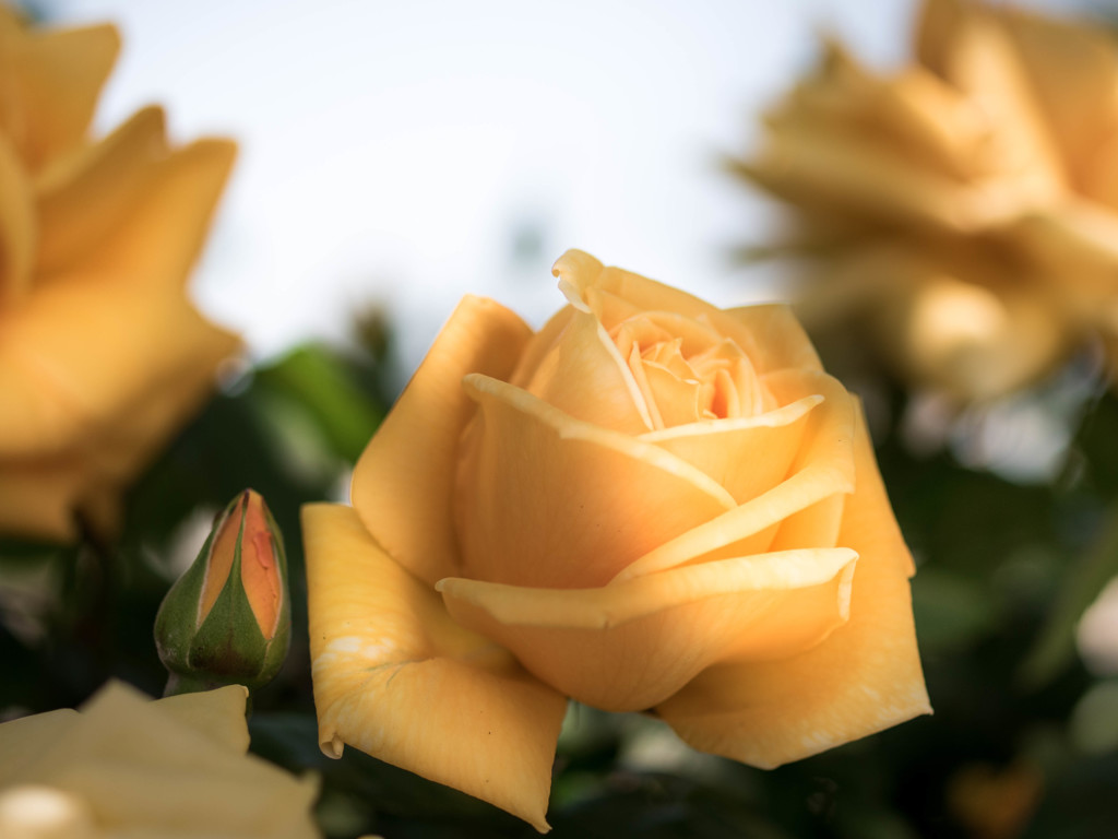 今年の薔薇は、黄色から・・