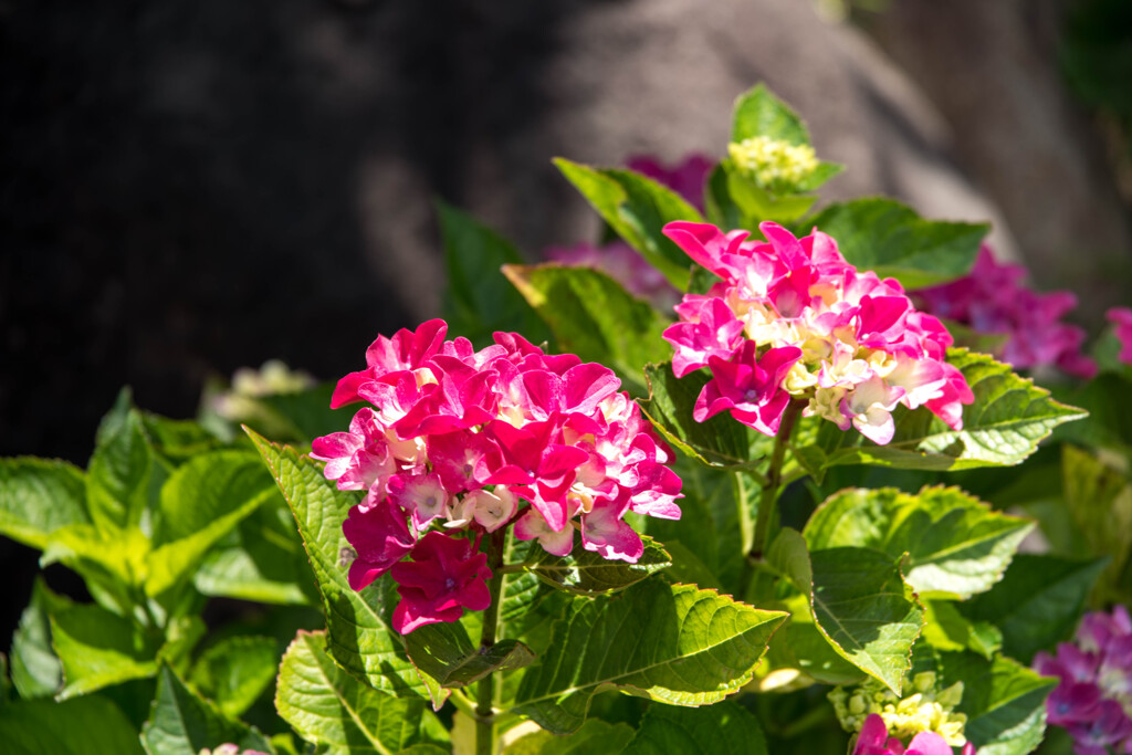 梅雨？ ピーカン紫陽花