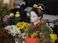 菊花を纏って・・