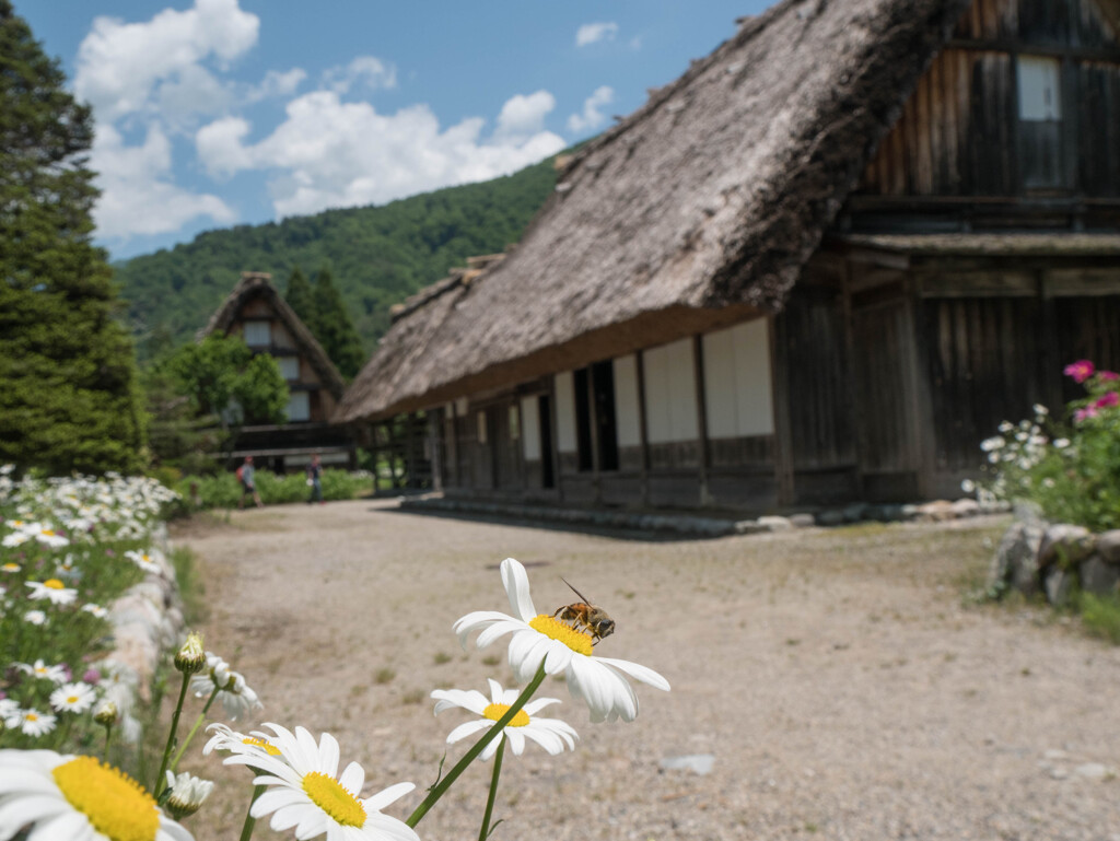 初夏・・白川郷