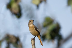 秋深まって、そこには冬鳥・・