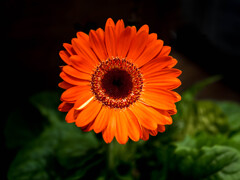 暖色花・・ガーベラ