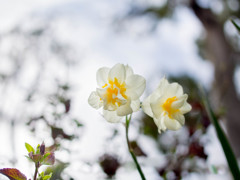 「寒」の戻りの・・さむ～い朝 {{ (>_<) }}