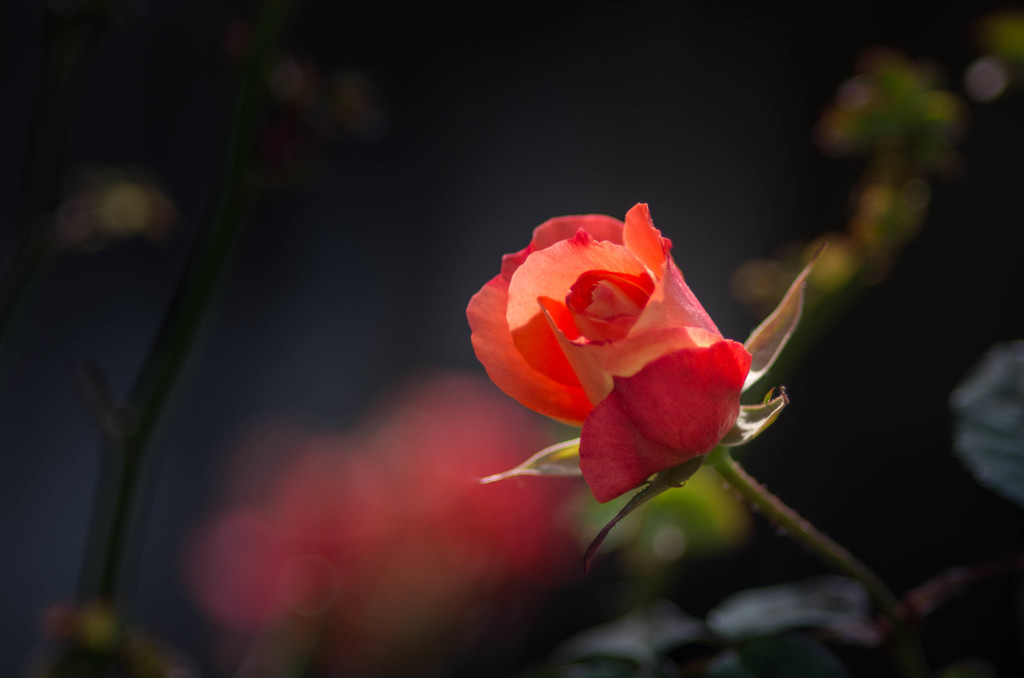 真冬の薔薇・・