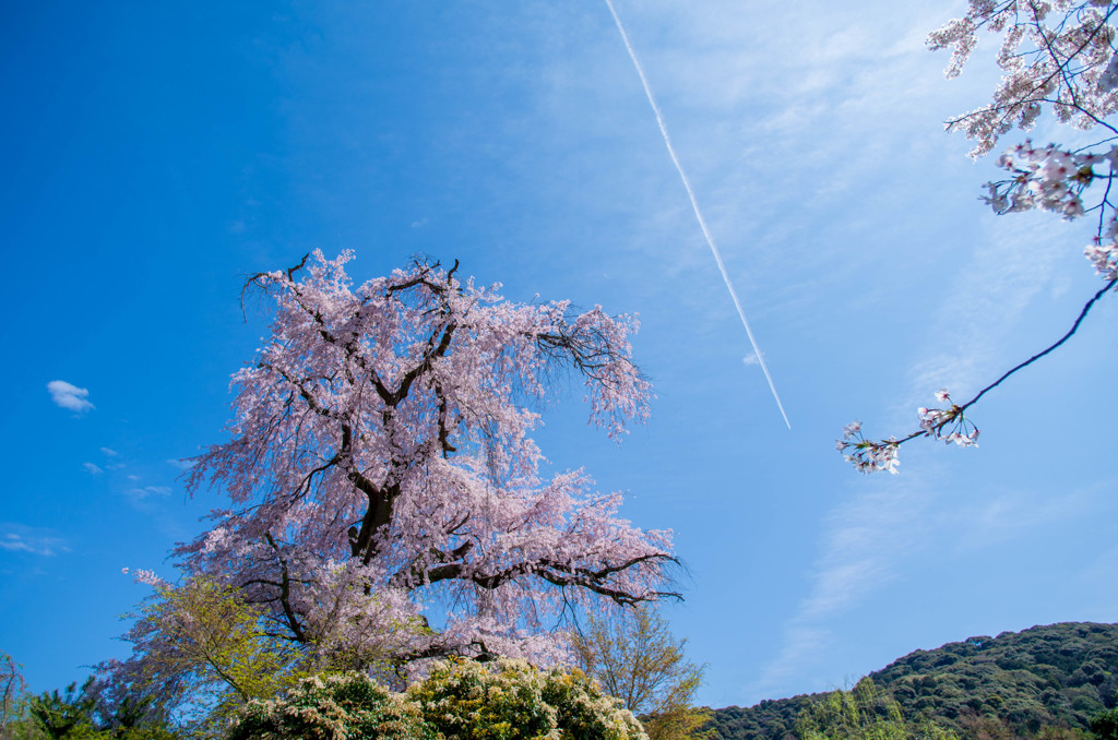 晴空に、枝垂れ舞う花・・京桜　(-^^-)