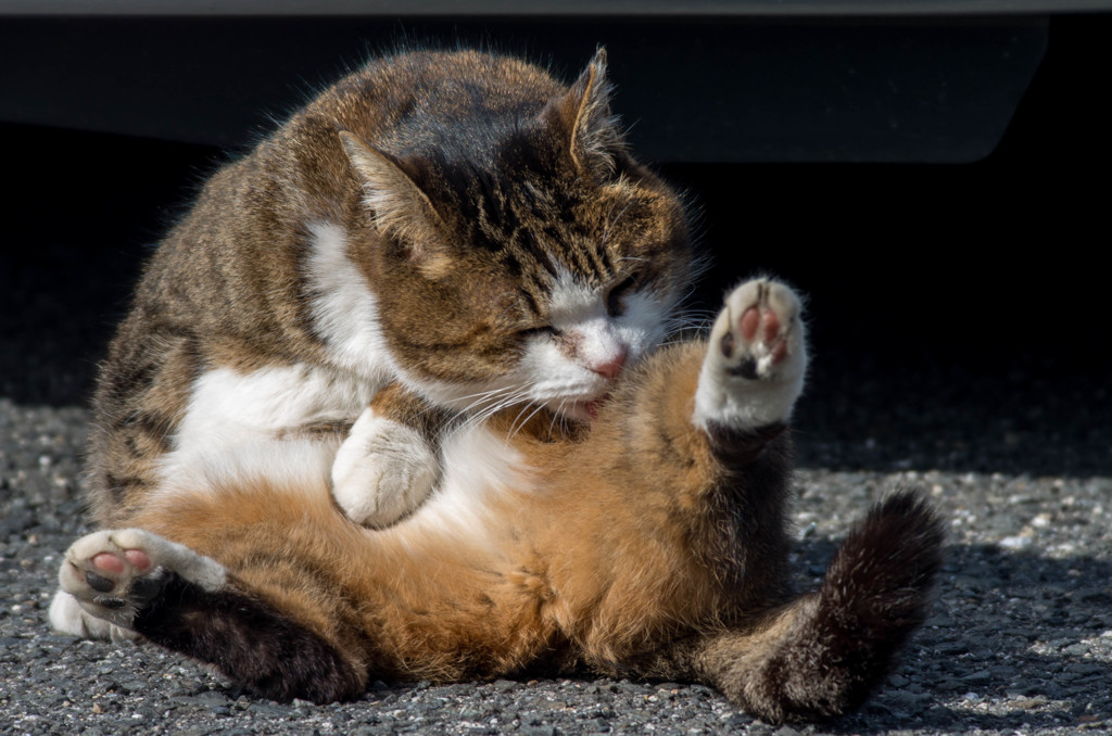 ニャニャニャン‥ニャァ～ン =^..^=